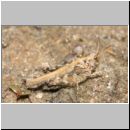 Tetrix ceperoi - Westliche Dornschrecke 03 10mm.jpg